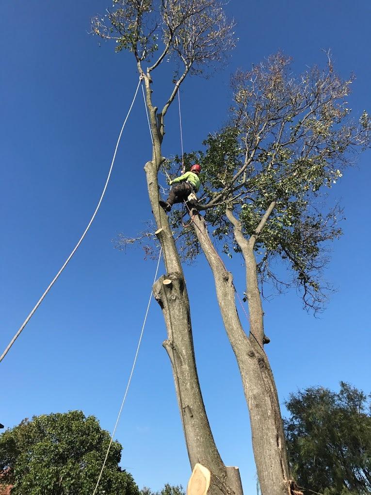 Images Redback Tree Services Greensborough