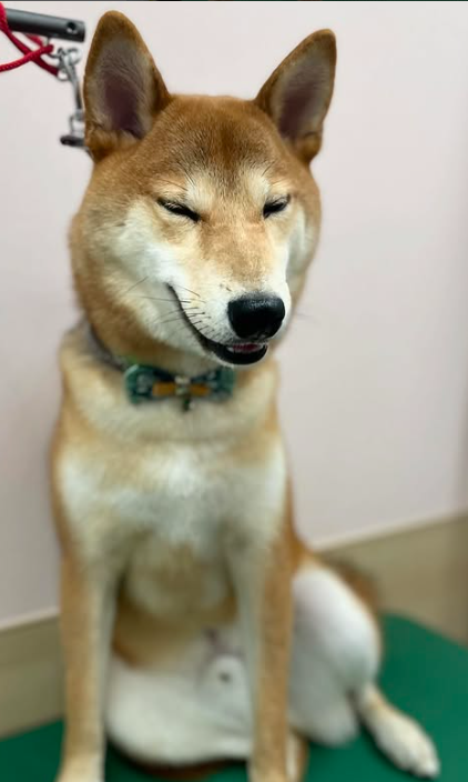 Images 埼大通りどうぶつ病院