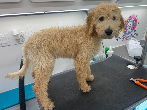 Images Pet, Rinse, Repeat Grooming, Mobile, Salon & Boarding