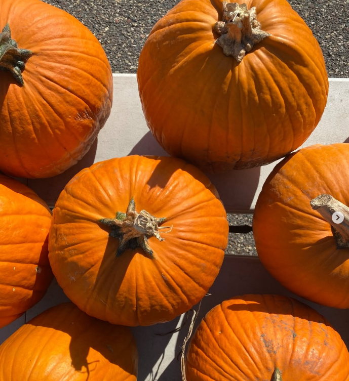 An overhead shot of large, round orange pumpkins with thick stems resting on a wooden display table in bright daylight.