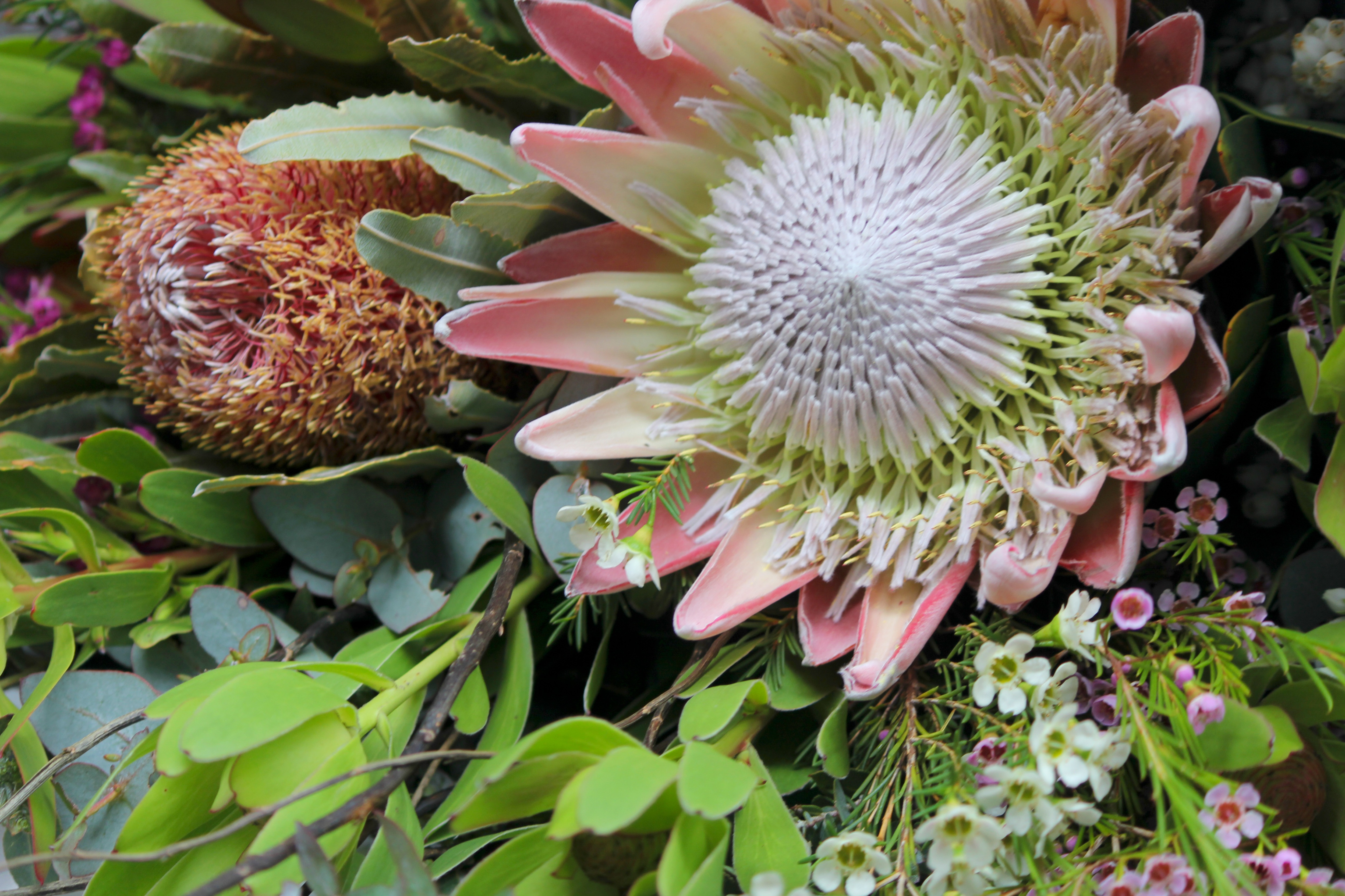 Images Carlton North Flowers
