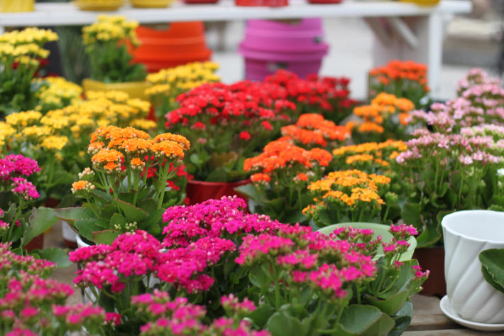 Shelmerdine Garden Center Ltd in Winnipeg, 7800 Roblin  