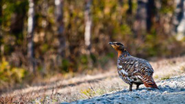 Images Skogssällskapet