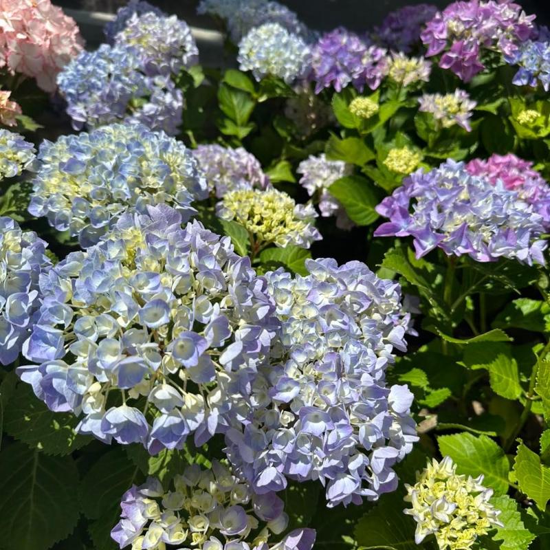 Images Piante Macri'