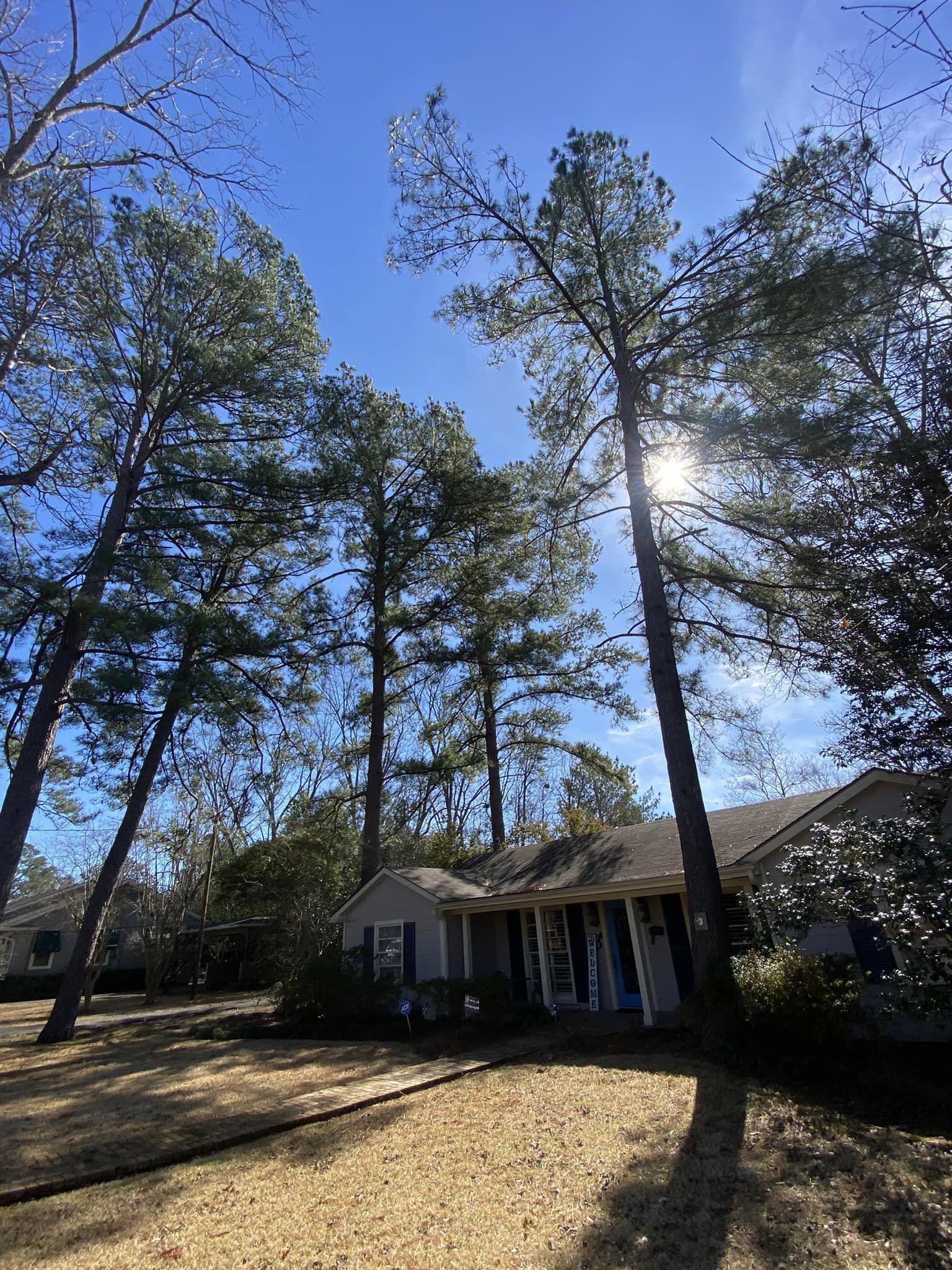 Bynog's Tree Services Image