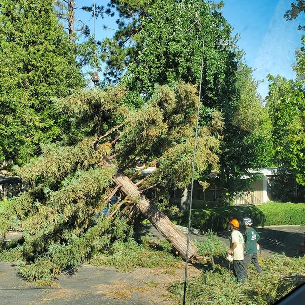 Images Am/Pm Tree Service, Inc.