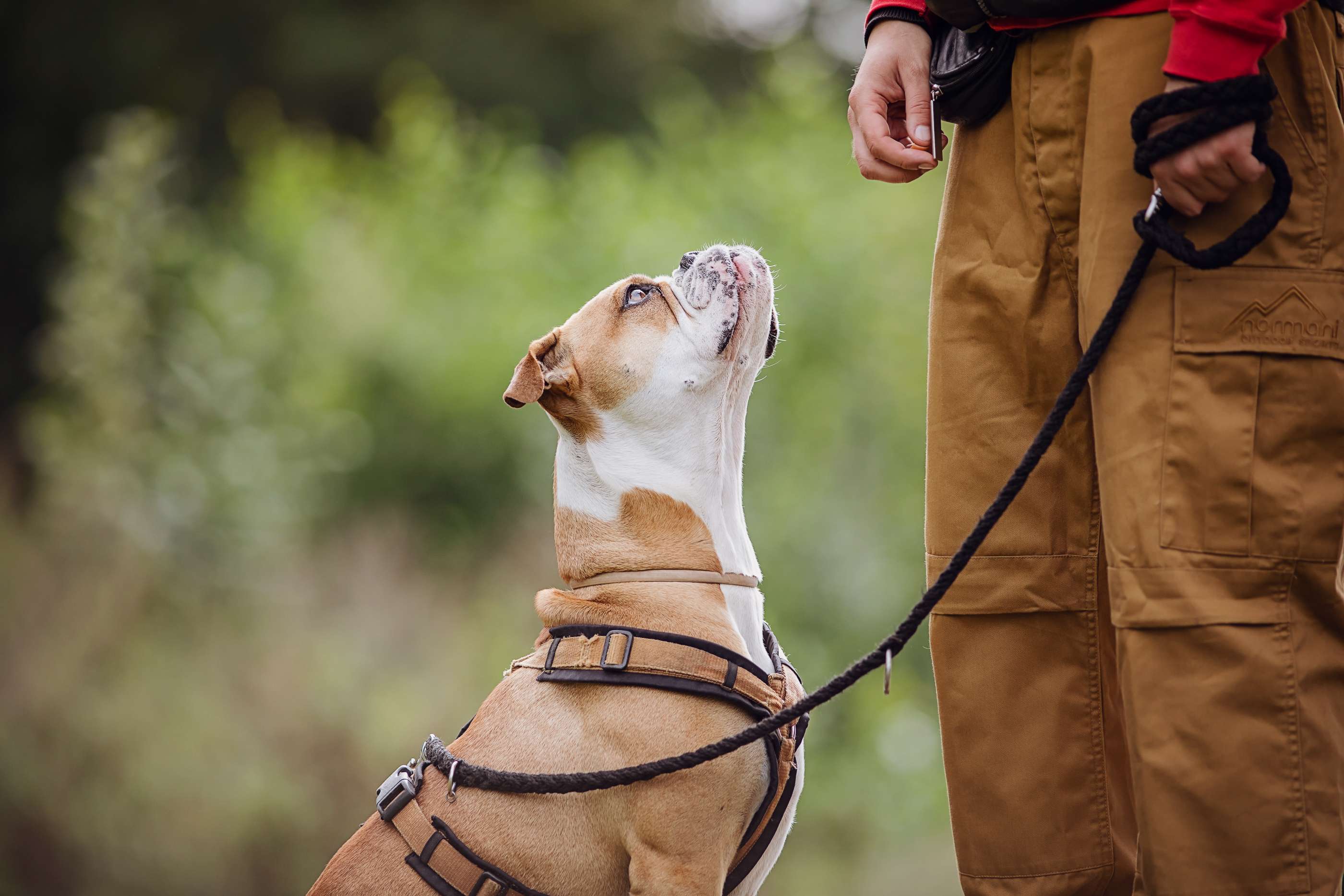 Hundeschule DogGeeks® TonCane: Online & Mobil, Voßbarg 23 in Seevetal