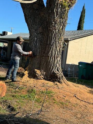 4 Winds Tree Service - Tree removal