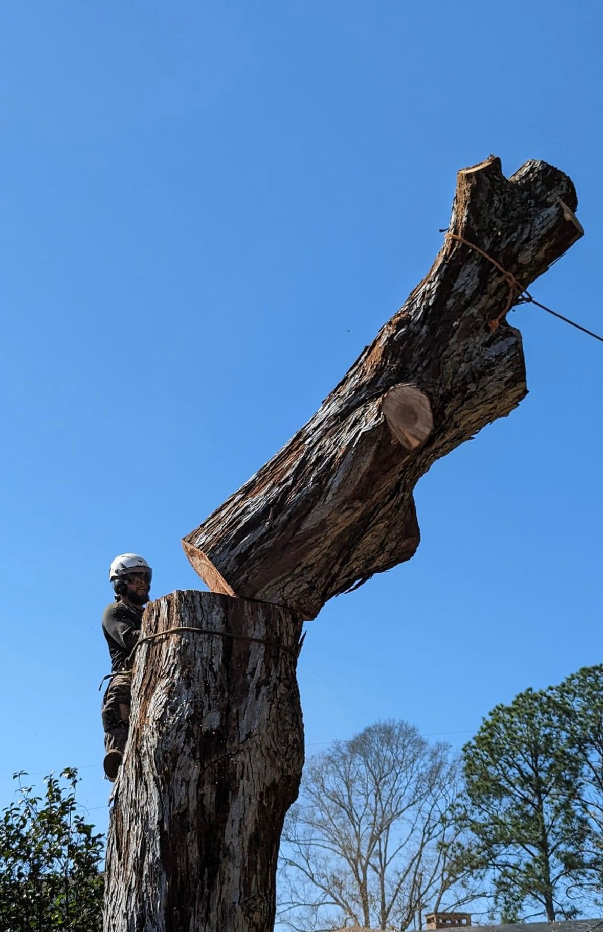 Coastal Tree Co. Image