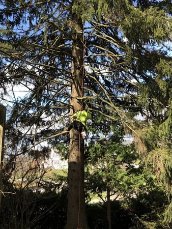 Images Adler Tree & Landscaping Service