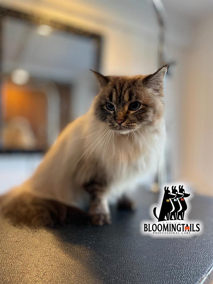 Image 5 | Bloomingtails Pet Grooming LLC
