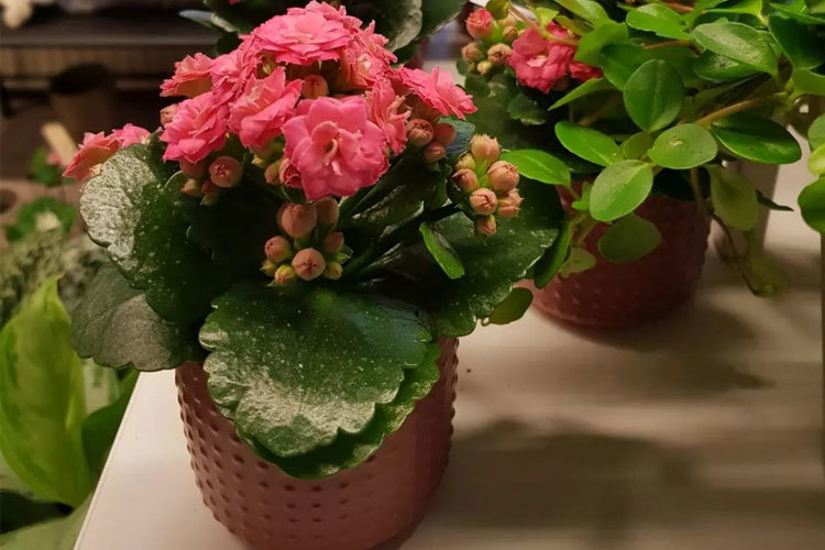 Images BLOMSTERBUA SELFORS AS