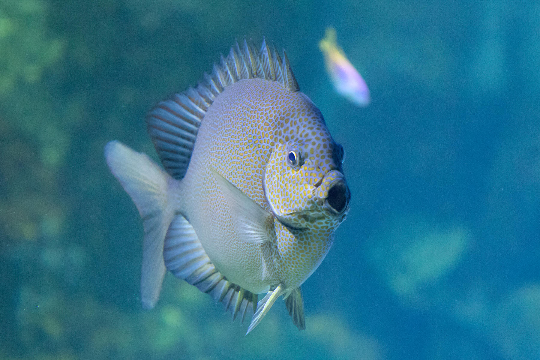 Come face-to-face with the amazing species of marine life including our Orange Spotted Rabbitfish SEA LIFE Scarborough Scarborough 01723 373414