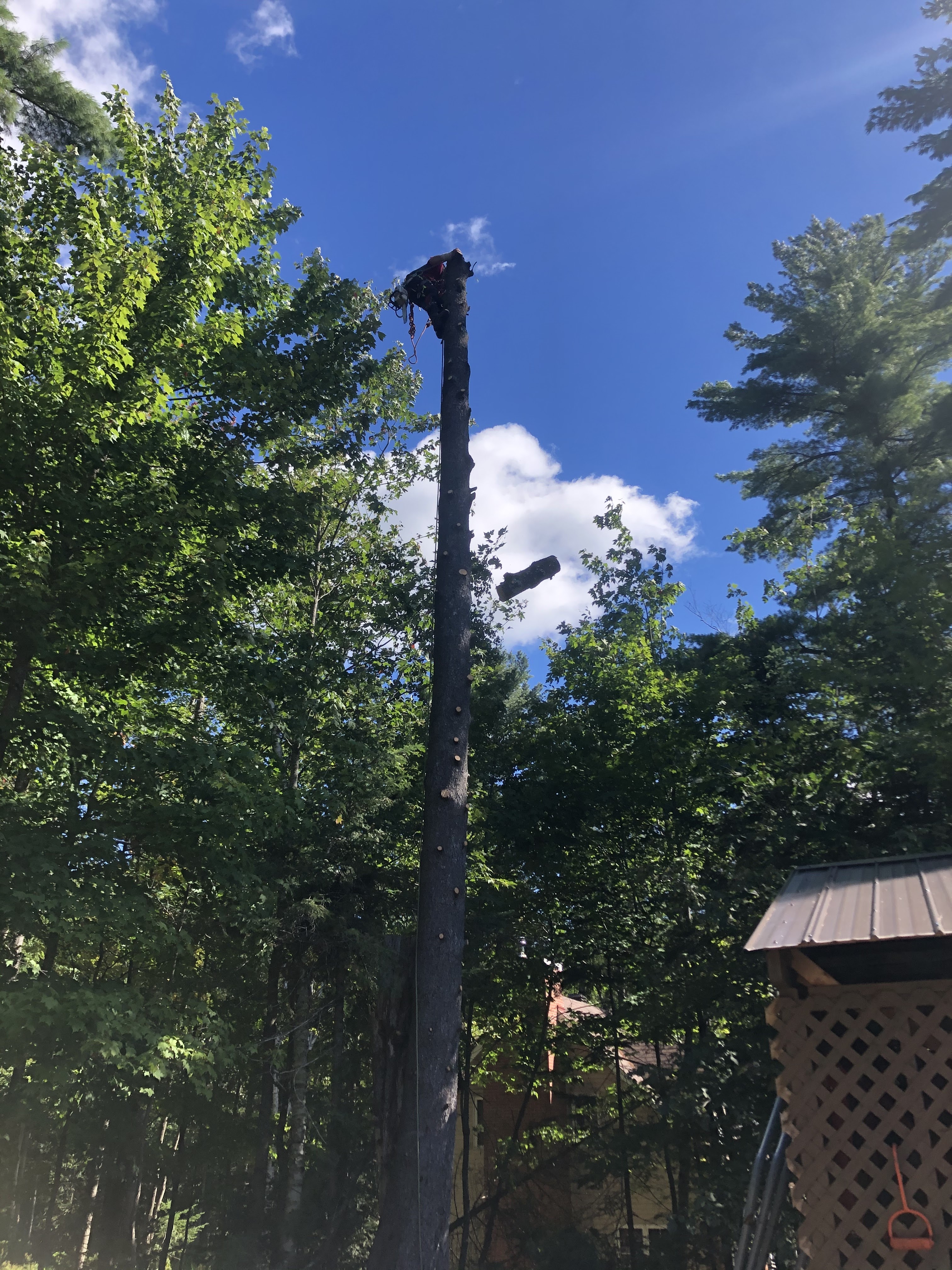 Images Élagage Frère d'Arbres