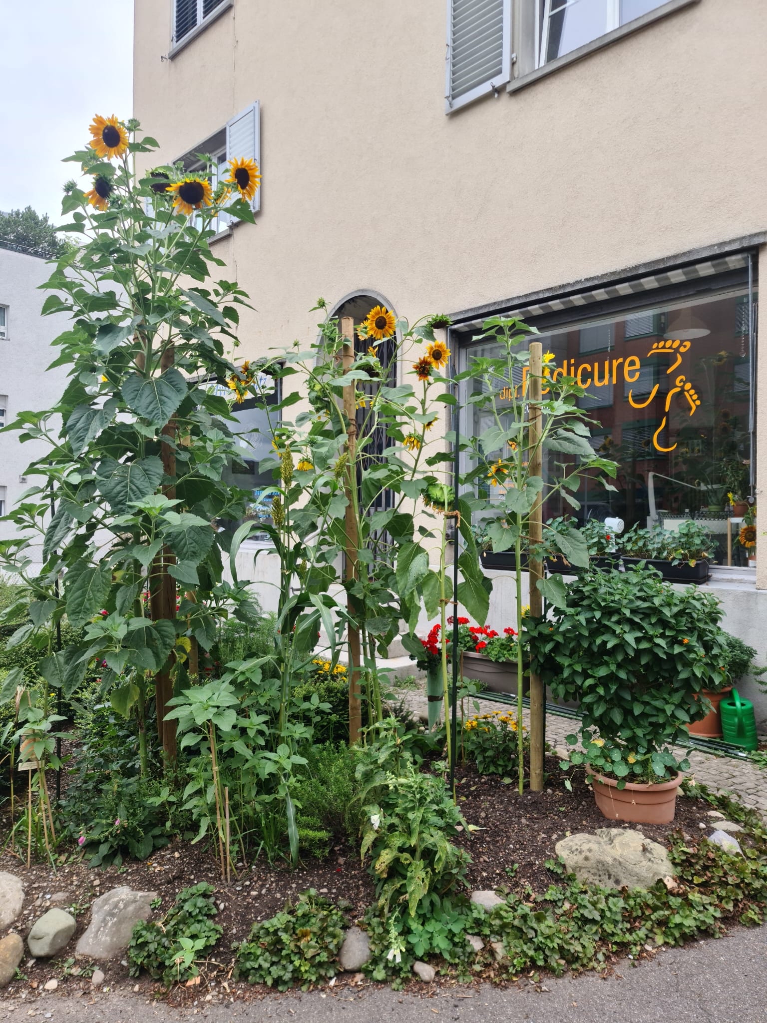 Dipl. Pediküre Ewa Eugster, Wieslergasse 5 in Zürich