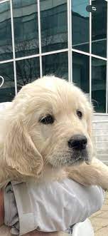 Images Centro Canino Lunava