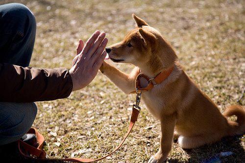 Images Great Outdogs
