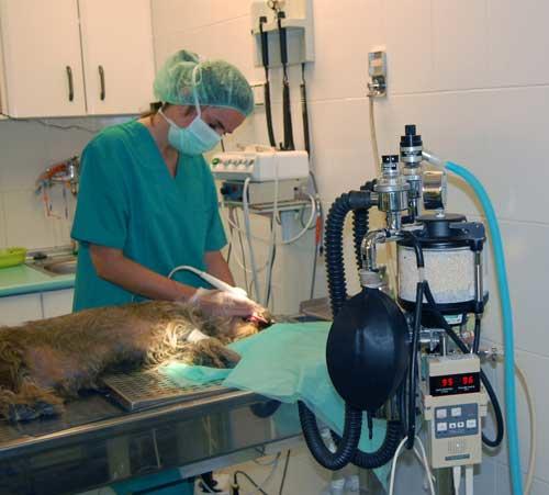 Images Centro Clínico Veterinario Zaragoza