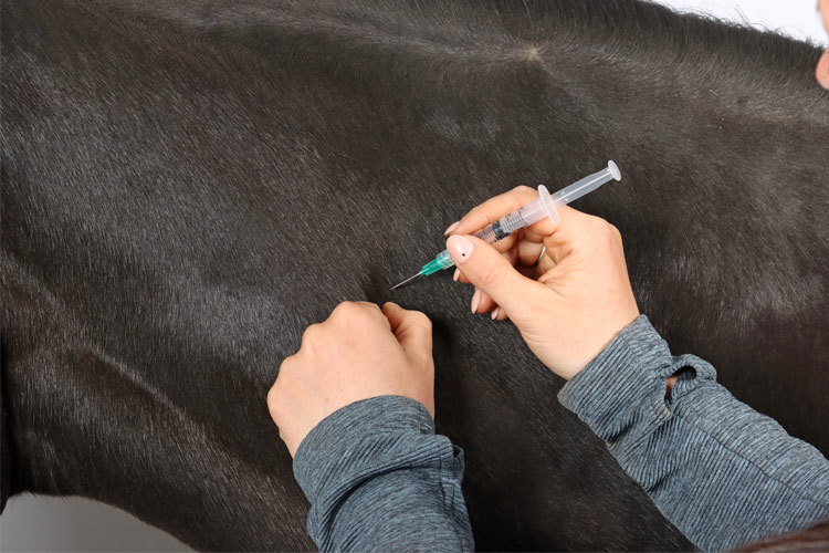 Images Biri Hesteklinikk