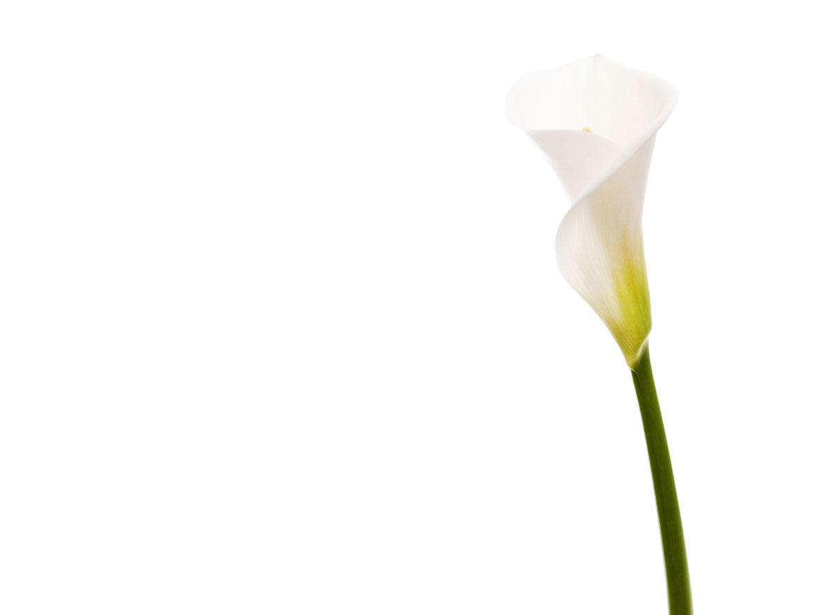 LE FLEURISTE.CH GmbH, Limmatstrasse 189 in Zürich