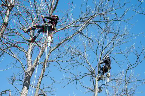 Images CBM Tree Services LLC