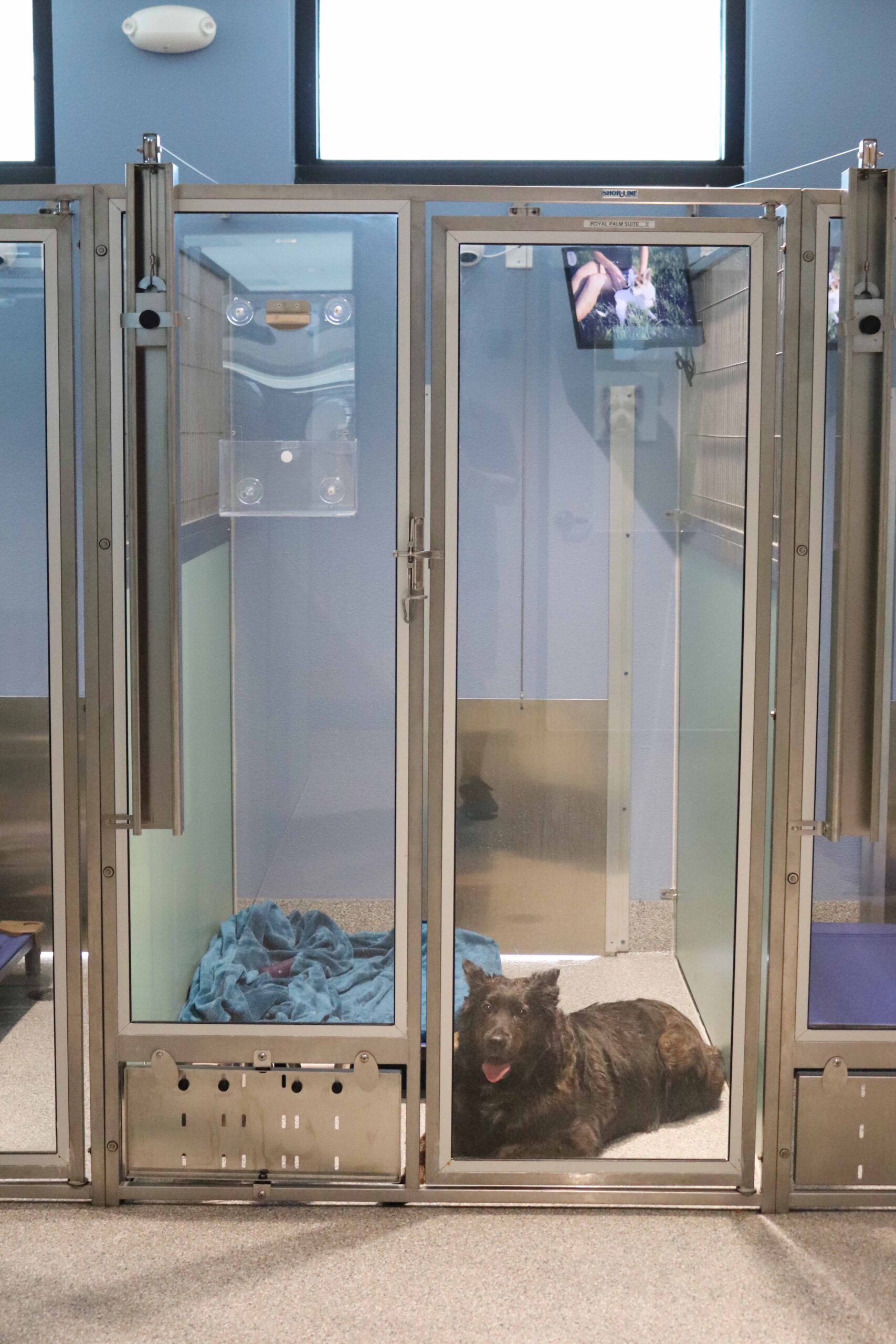 Bayside Pet Resort Image