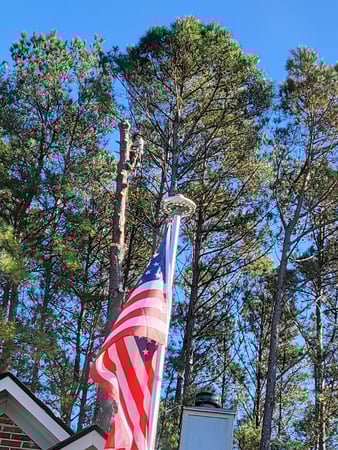 Images Carolina Tree Experts