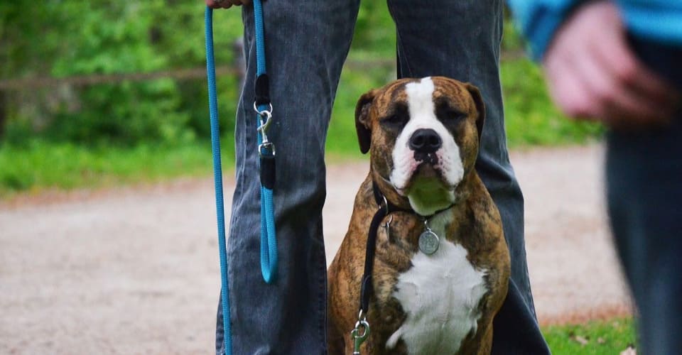 Bilder Hundeschule Wauschlau