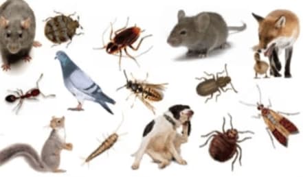 Images Flashback Pest Control