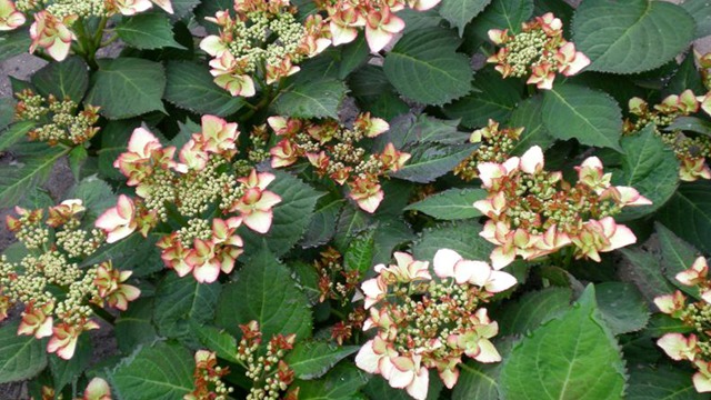 Images Magtenbølle Planteskole ApS