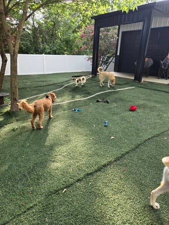 Images Wag Watchers DayCare & Spa