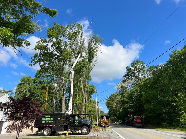 Images Yankee Tree Service