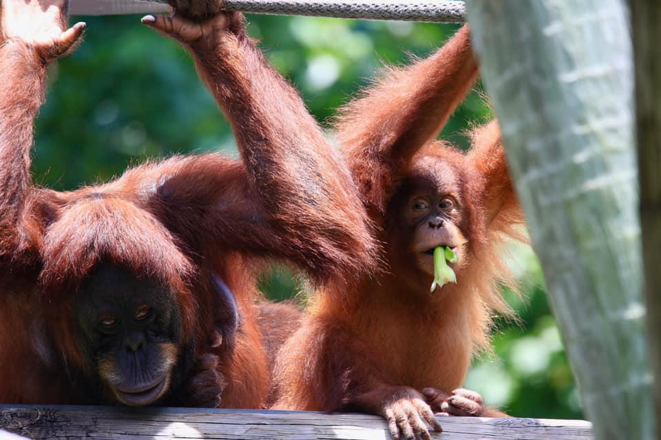 Memphis Zoo Photo