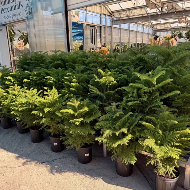 Images Louisiana Nursery