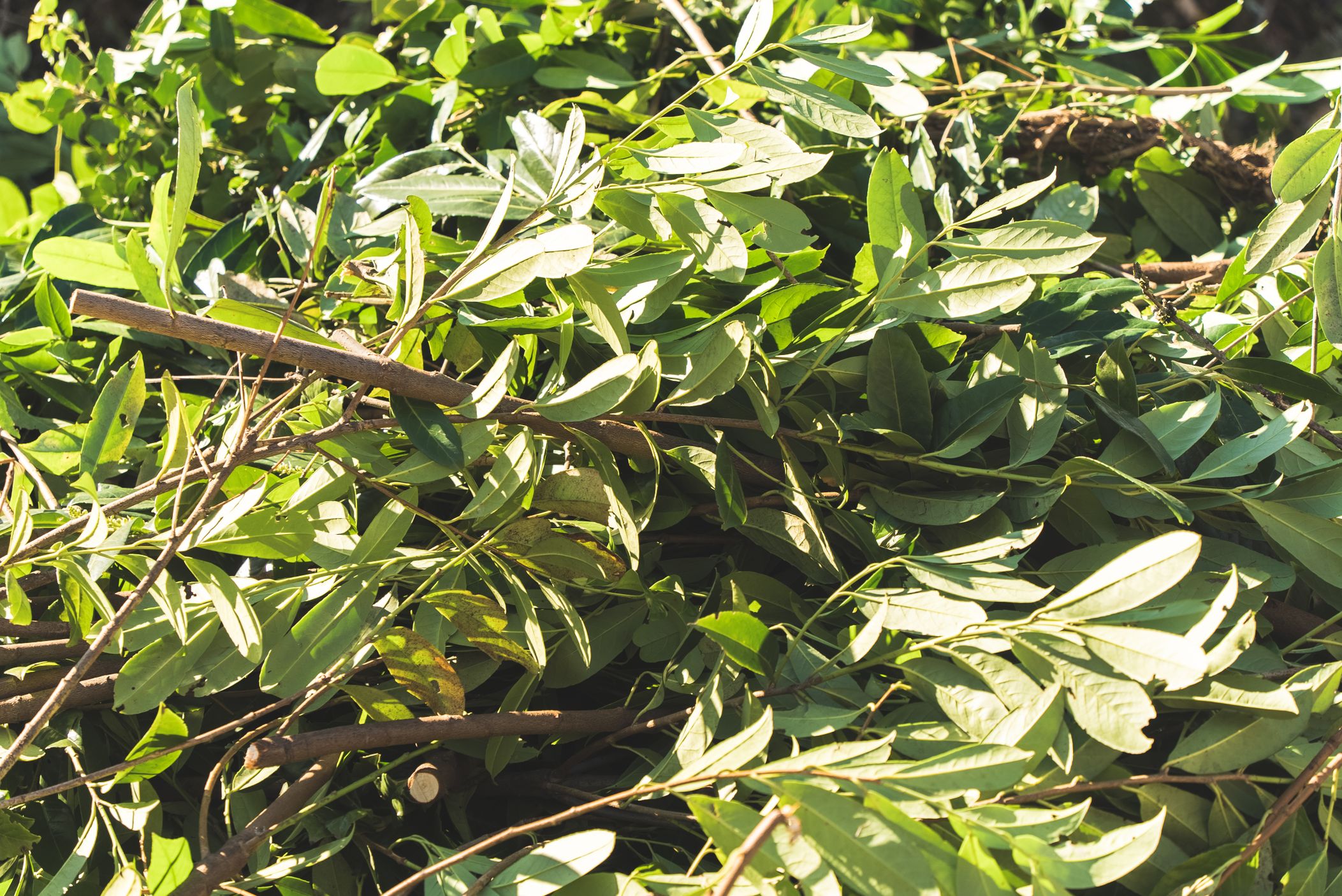 Bilder Fratelli Maffi SA