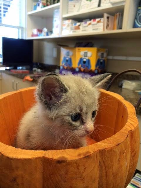 Images North Main Animal Hospital