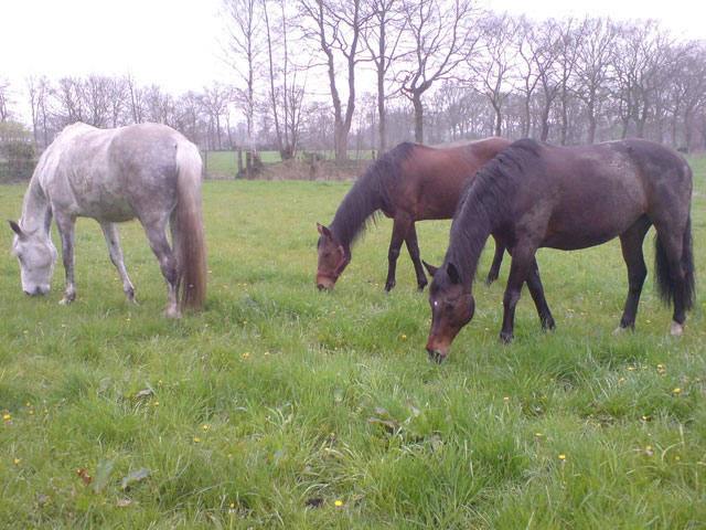 Sabine Carstens Reitbetrieb & Ferienwohnungen, Fasanenweg 17 in Bockhorn