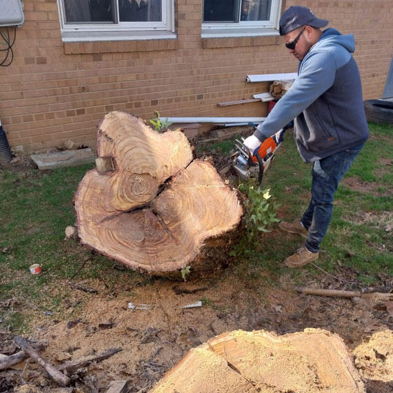 Match Grounds and Tree Service - Tree Services