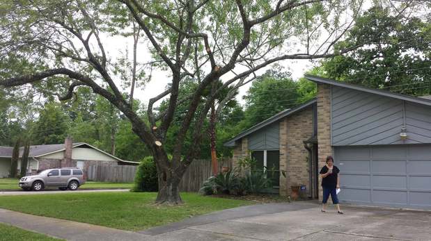 Images TNT Tree Service