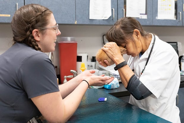 Images VCA Angel Animal Hospital