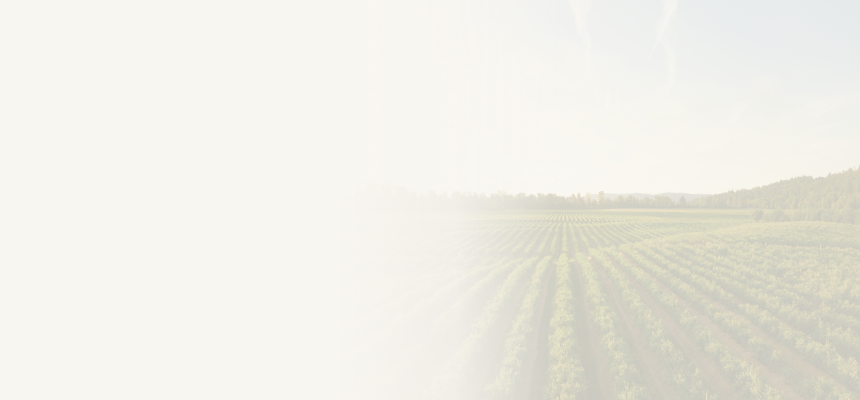 Rows of crops on a large farm.