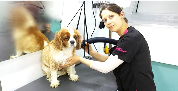 Images The Pawfectionist