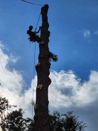 Images Terrell's Tree Service
