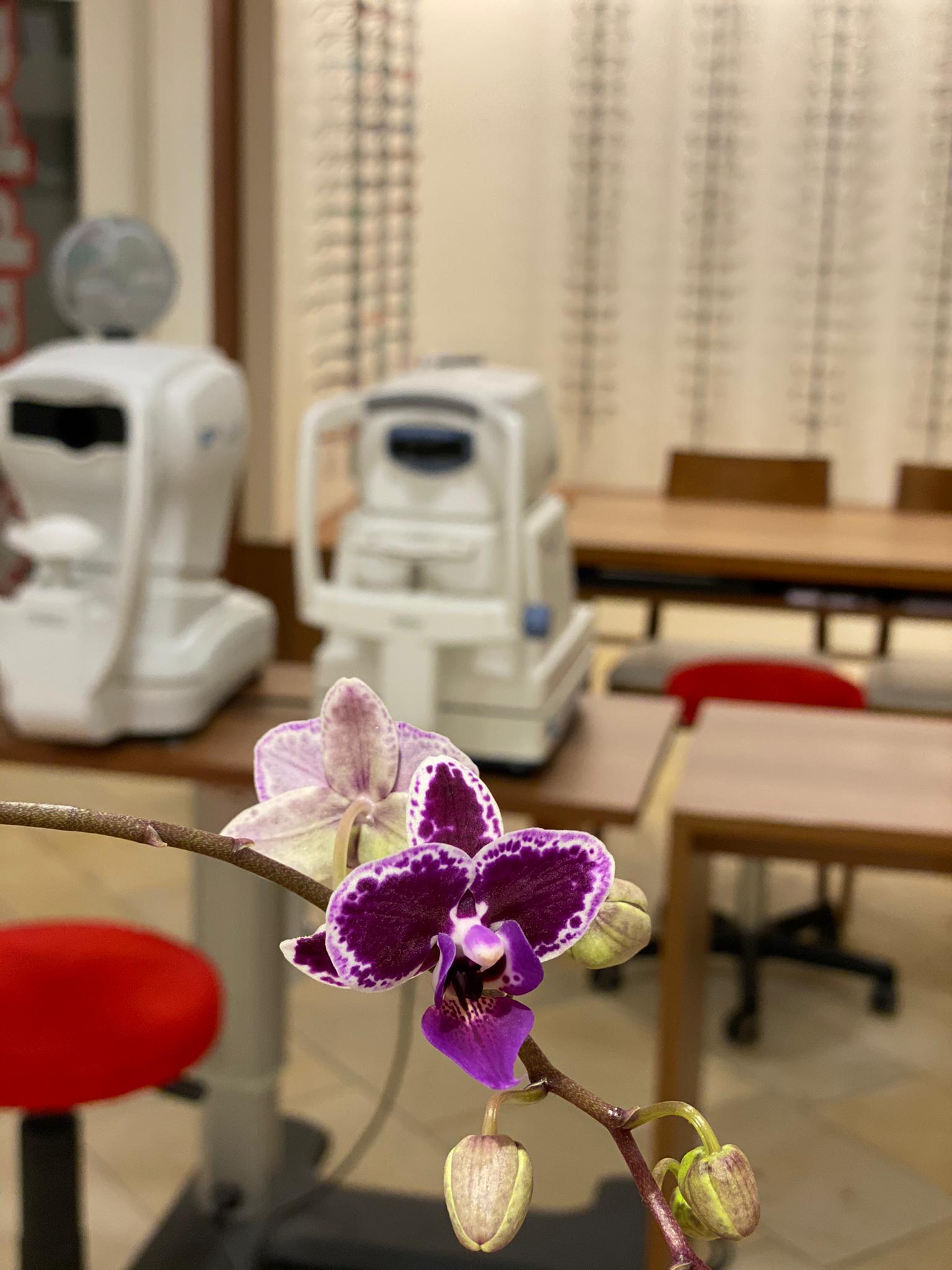 Bilder Rolli Optik AG