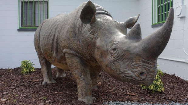 Images RHINO Lawyers