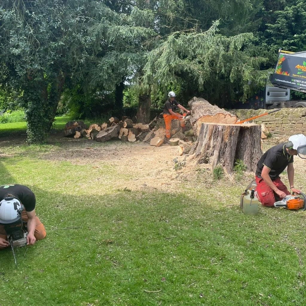 Images Arborex Tree Specialists Ltd