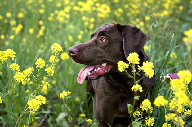 Images Laurie and Joe's Labs