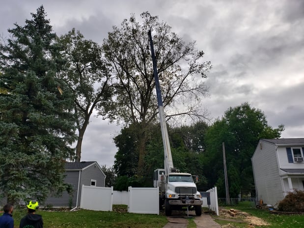 Images Clean Cut Tree Experts