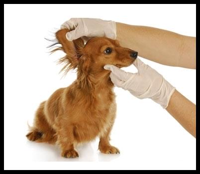 Images Clinica Veterinaria Bustese
