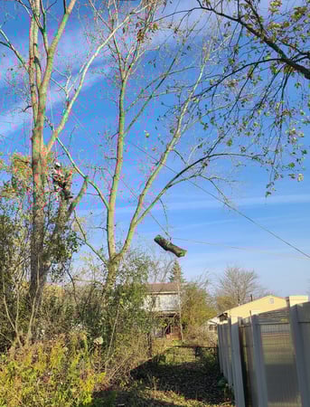 Images Dungrove Tree Service